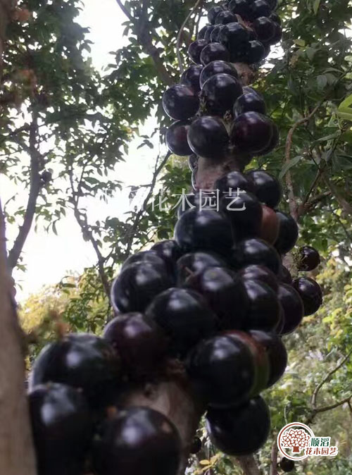 ļα